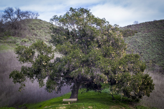 Free Worldwide Shipping - Maureen Bates Photography